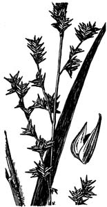 Longleaf Woodoats /
Chasmanthium sessiliflorum (Syn. Uniola sessiliflora)
